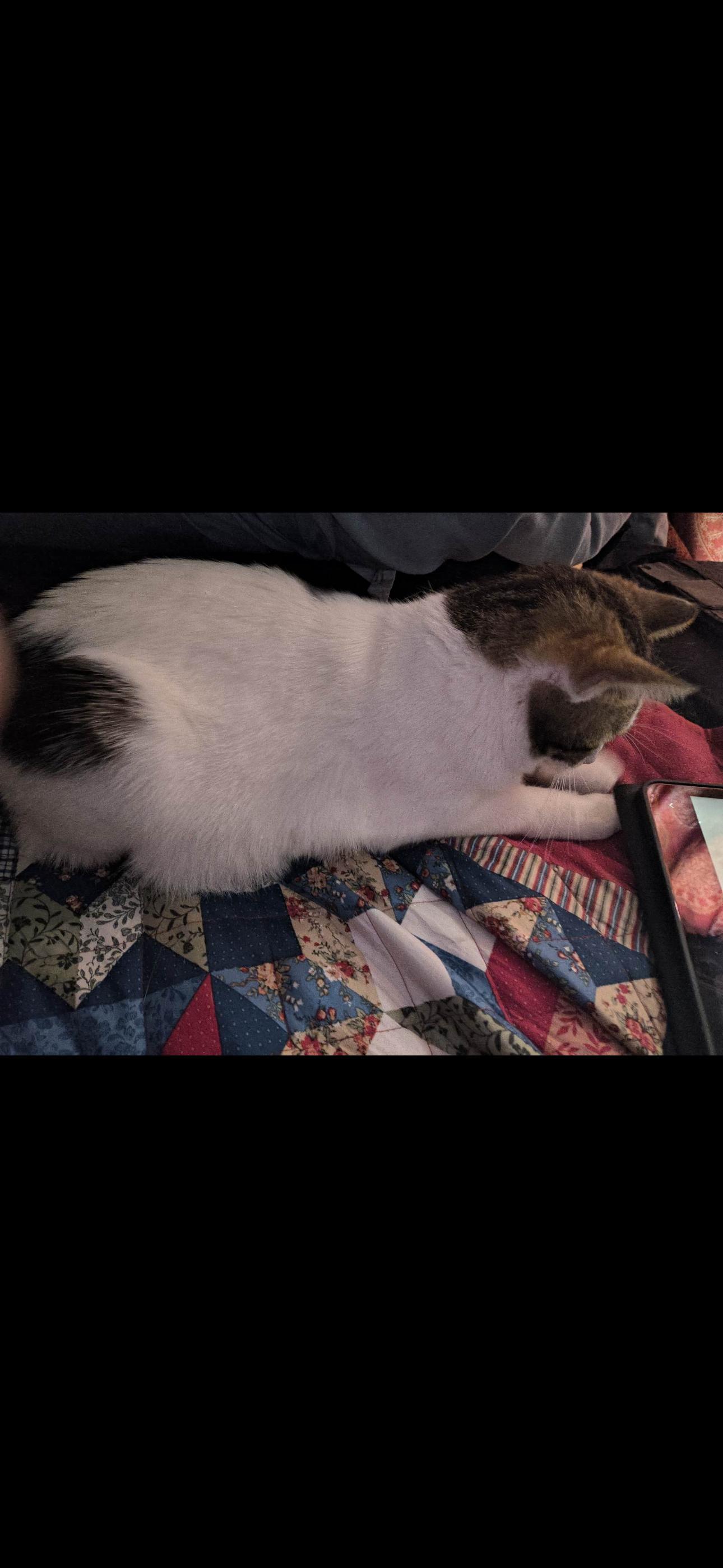 Penny photo 2