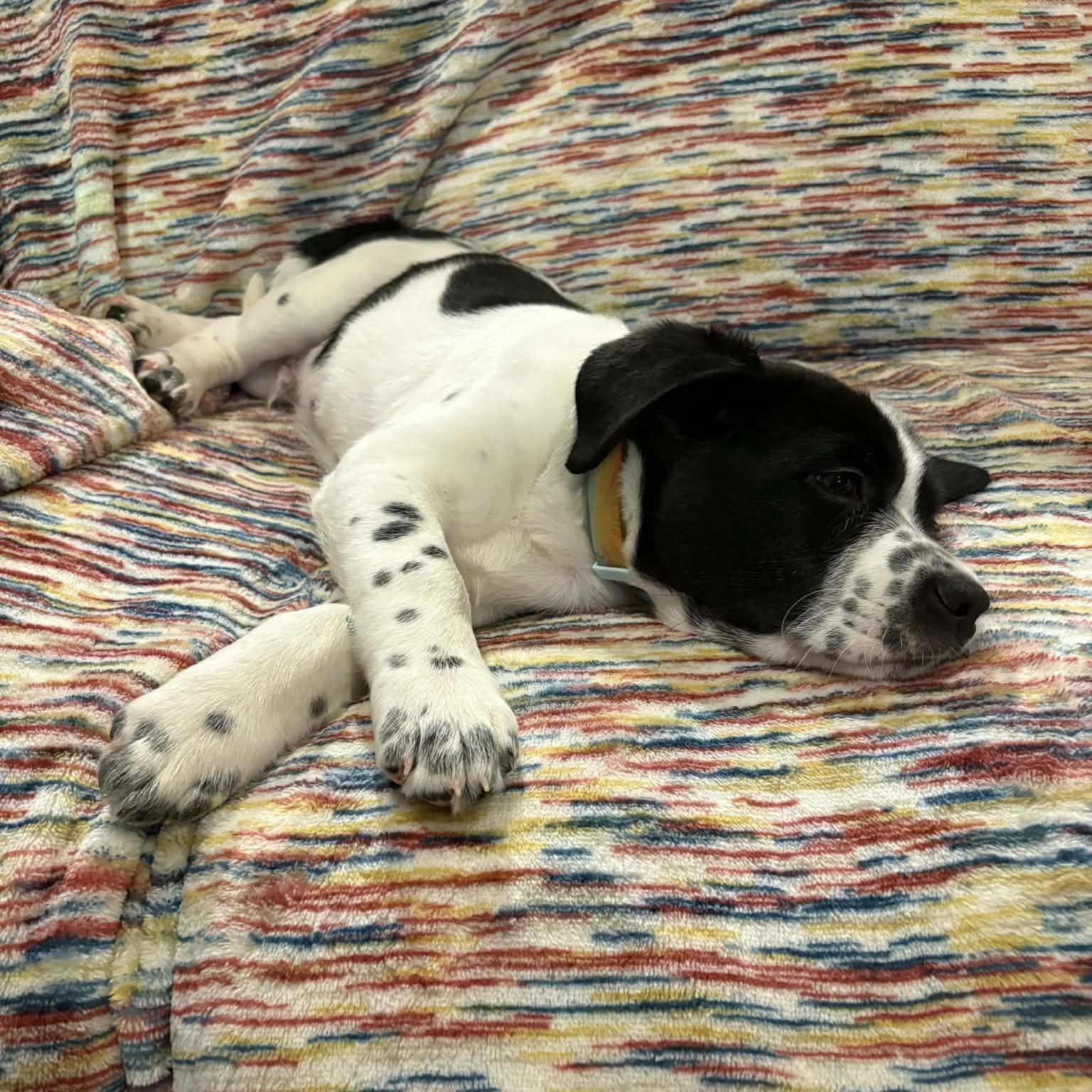 Enlarge Edison, a ADOPTABLE mixed breed in Hatfield, PA image 2/6