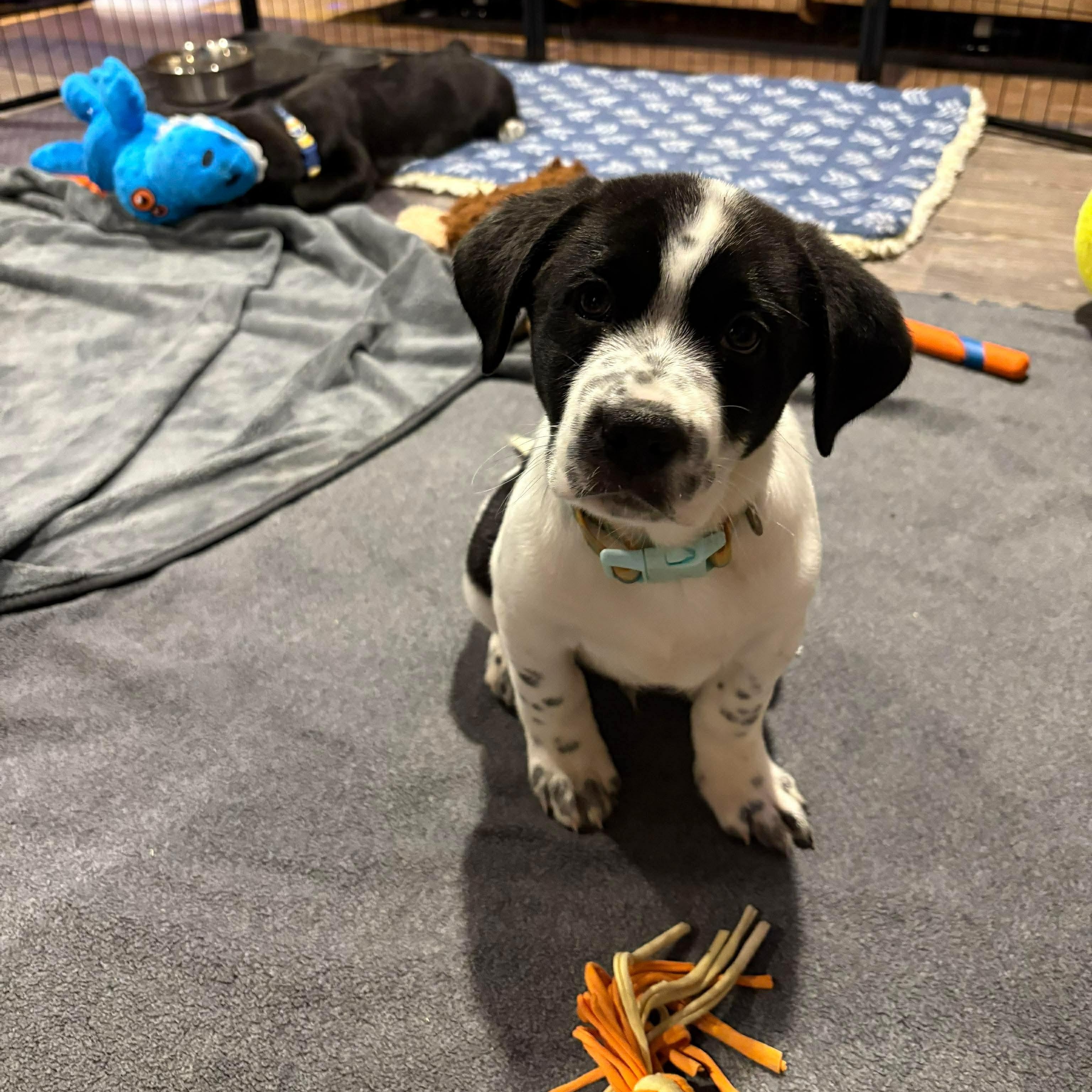 Enlarge Edison, a ADOPTABLE mixed breed in Hatfield, PA image 1/6