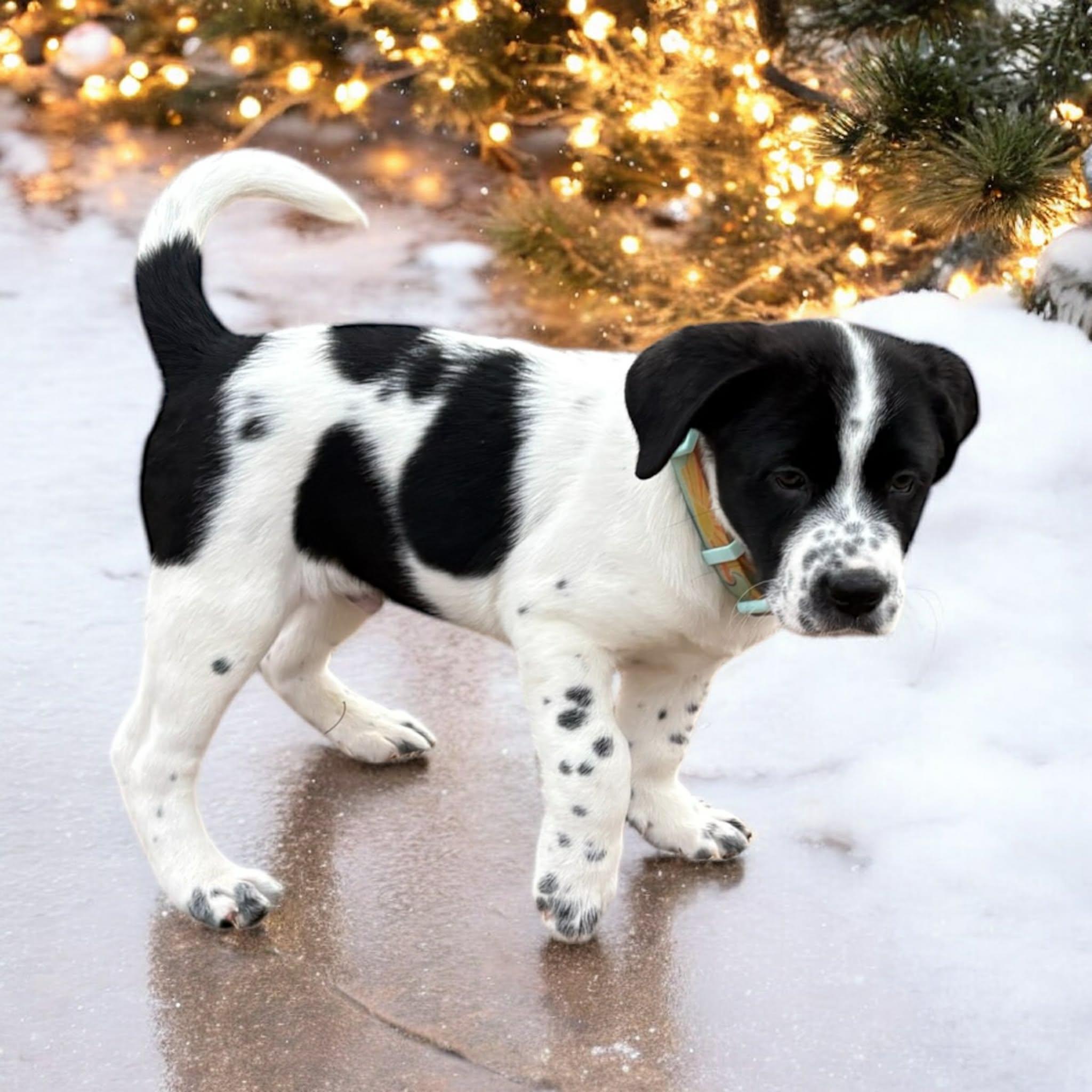 Enlarge Edison, a ADOPTABLE mixed breed in Hatfield, PA image 3/6