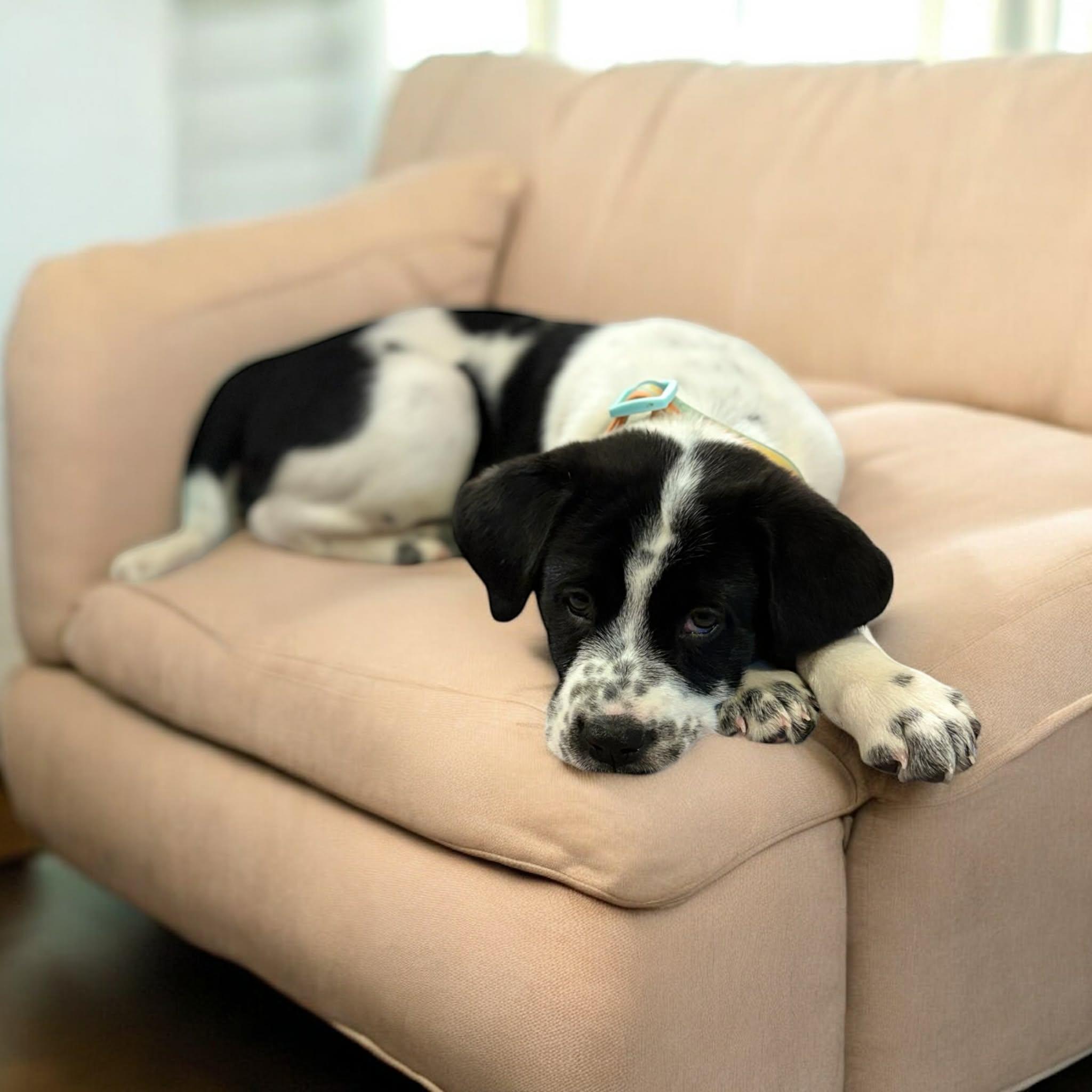 Enlarge Edison, a ADOPTABLE mixed breed in Hatfield, PA image 4/6