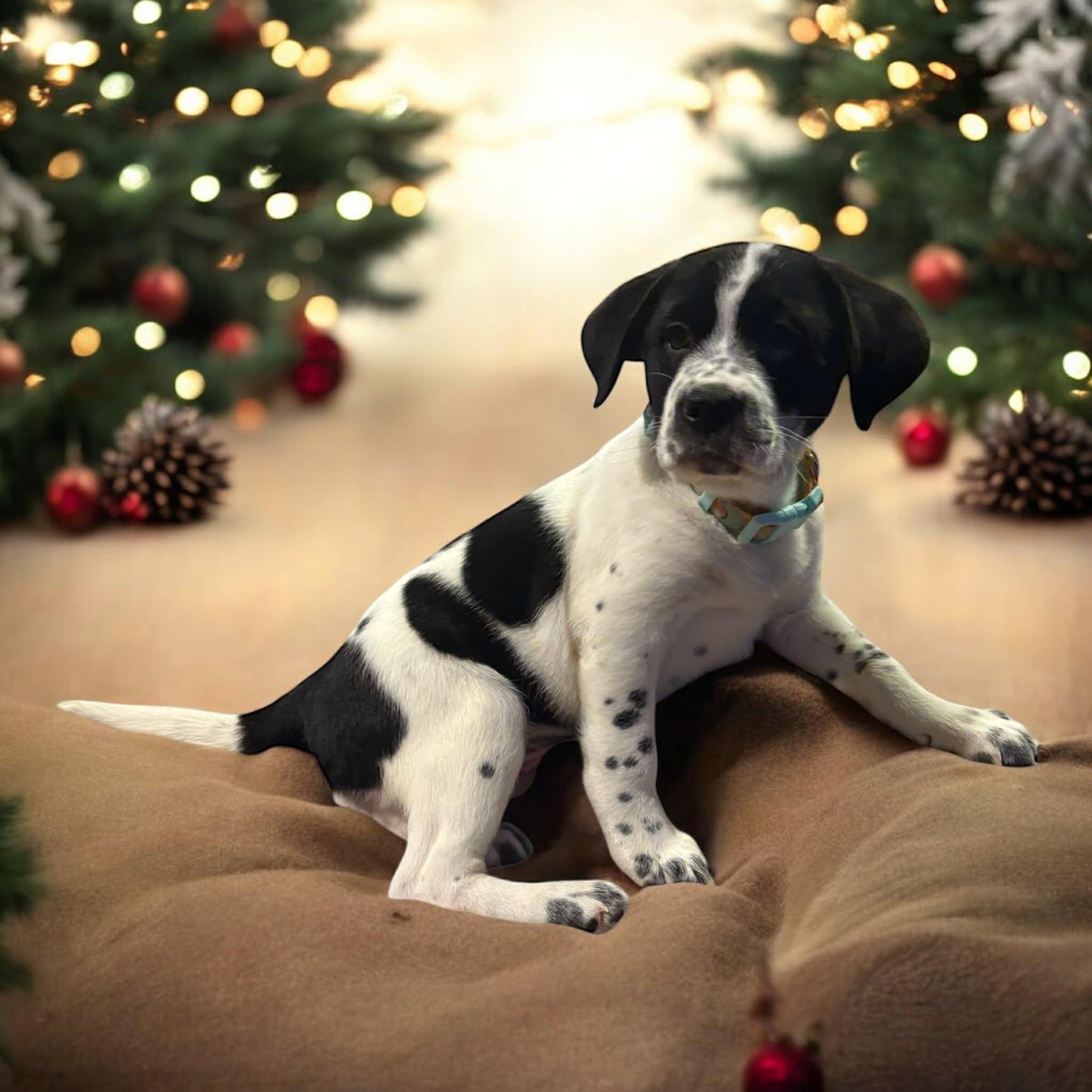 Enlarge Edison, a ADOPTABLE mixed breed in Hatfield, PA image 5/6