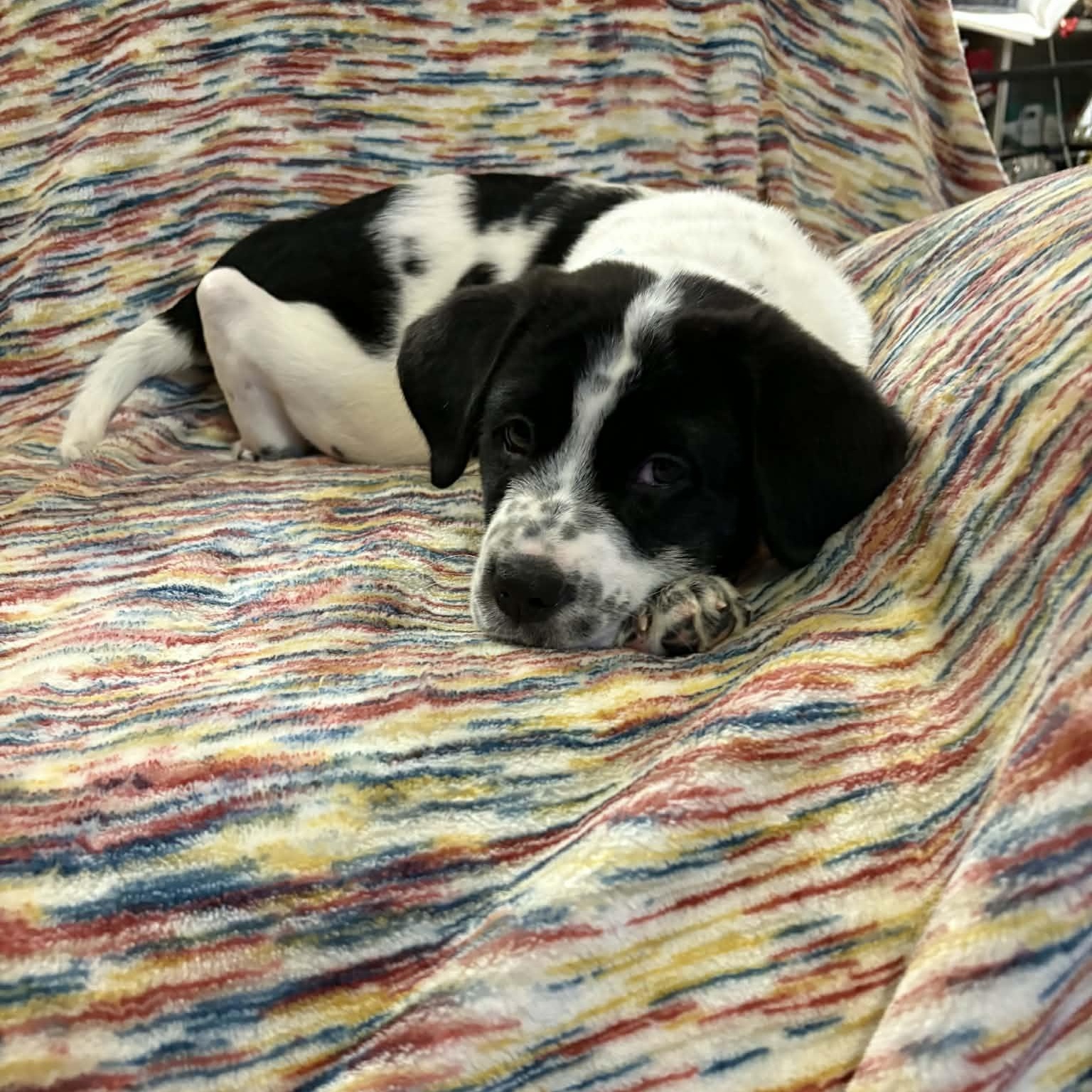 Enlarge Edison, a ADOPTABLE mixed breed in Hatfield, PA image 6/6