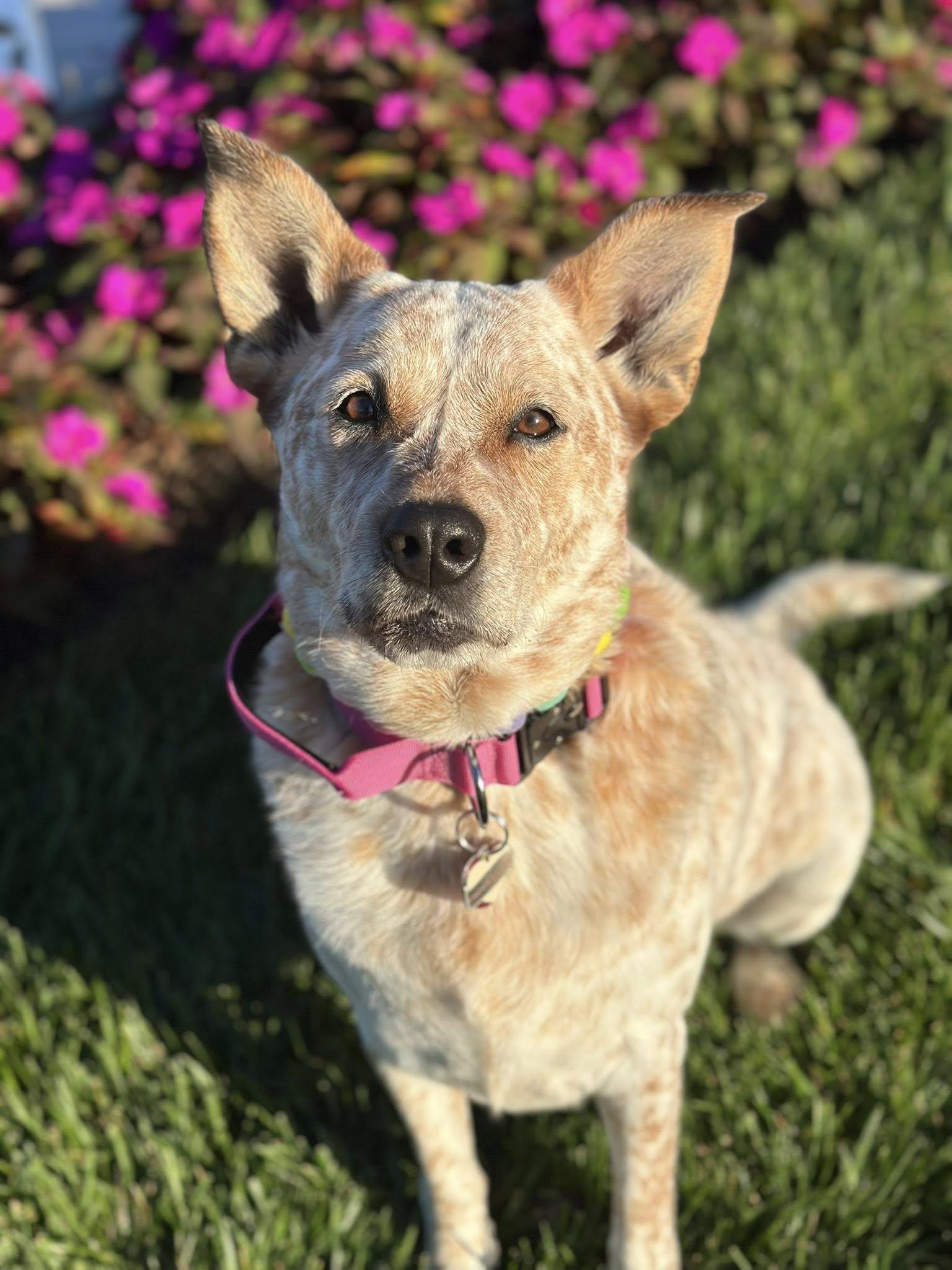 Sugar - Paws Behind Bars Prison Trained, Adoptable, Adult Female Cattle Dog.