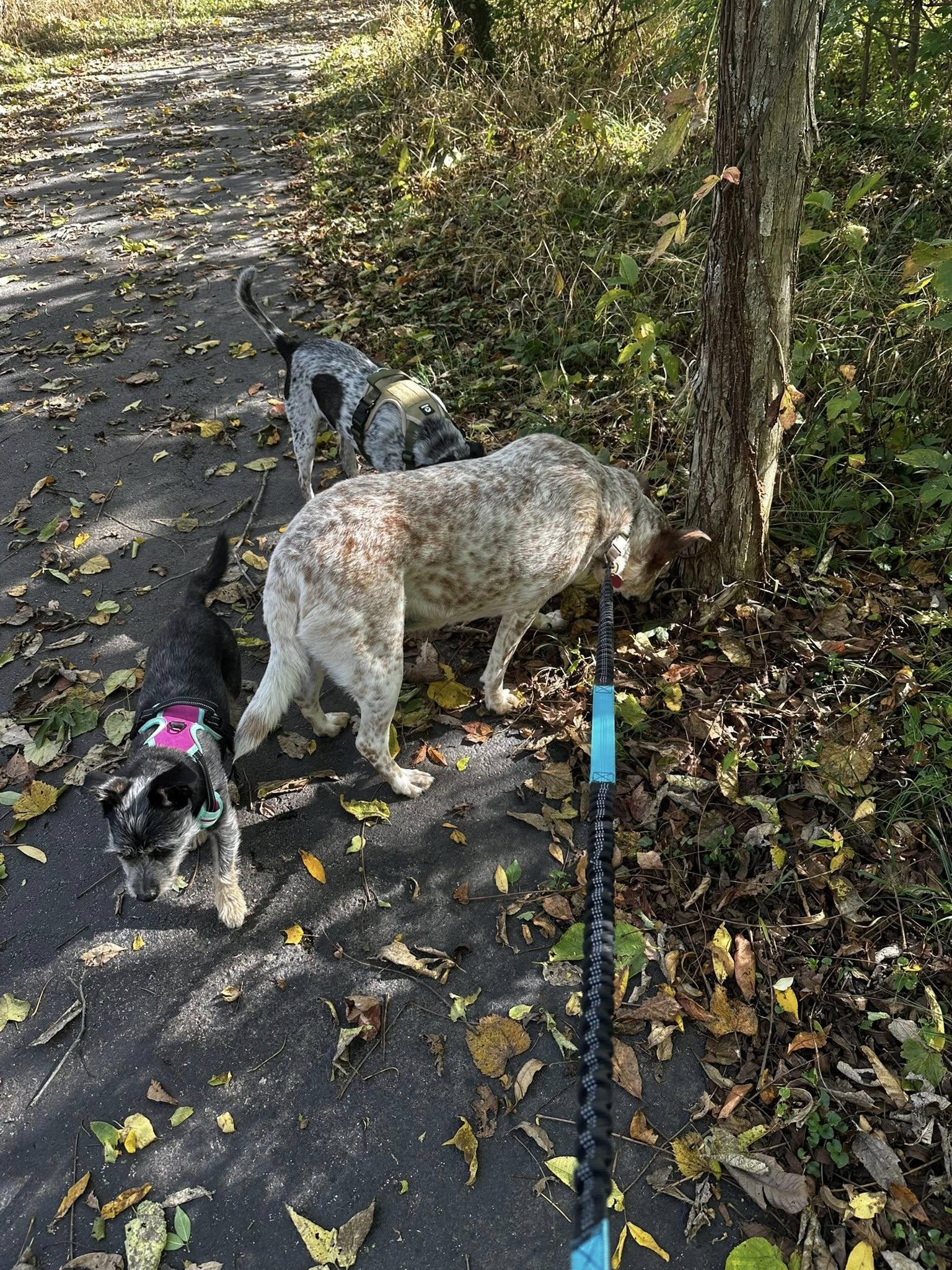 Enlarge Sugar - Paws Behind Bars Prison Trained, a Adoptable mixed breed in Goshen, KY image 2/2