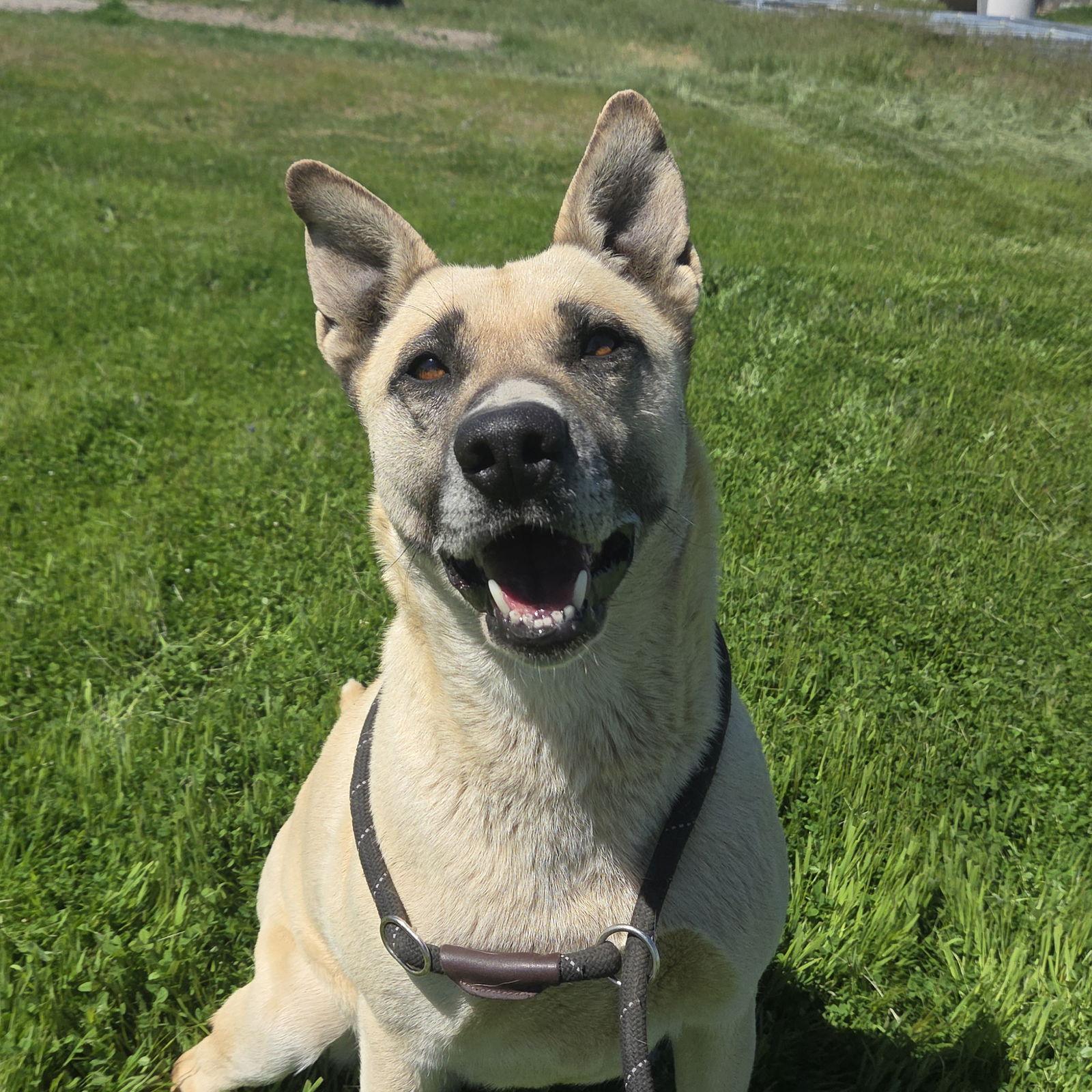 Sister, Adoptable, Adult Female Belgian Shepherd / Sheepdog & Husky.