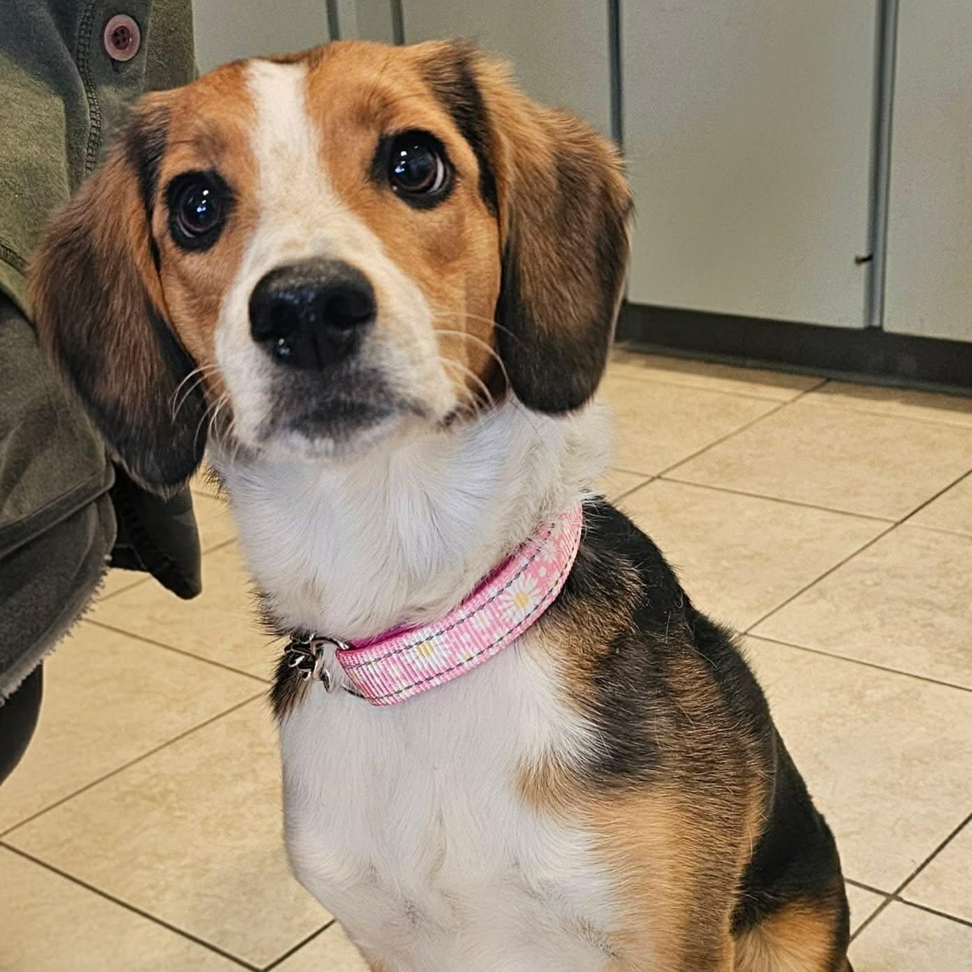 Samantha , an adopted mixed breed in Sparta, WI image 1/2