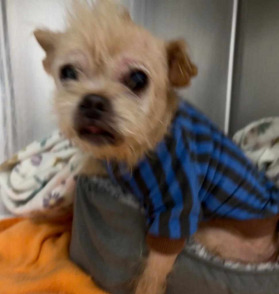 Granny, Adoptable, Senior Female Mixed Breed & Yorkshire Terrier.
