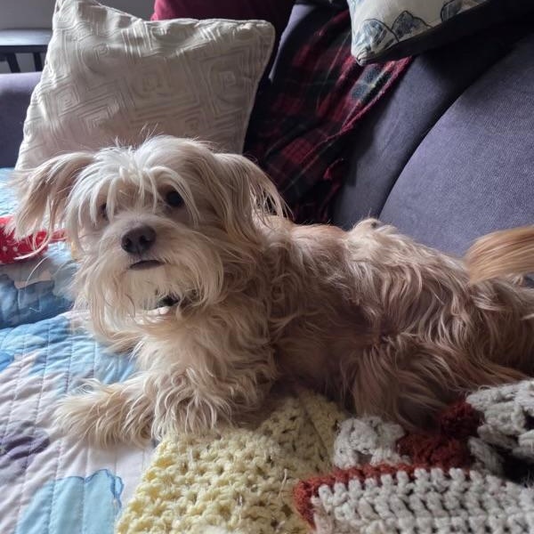 Lux, ADOPTABLE, Adult Male Morkie.