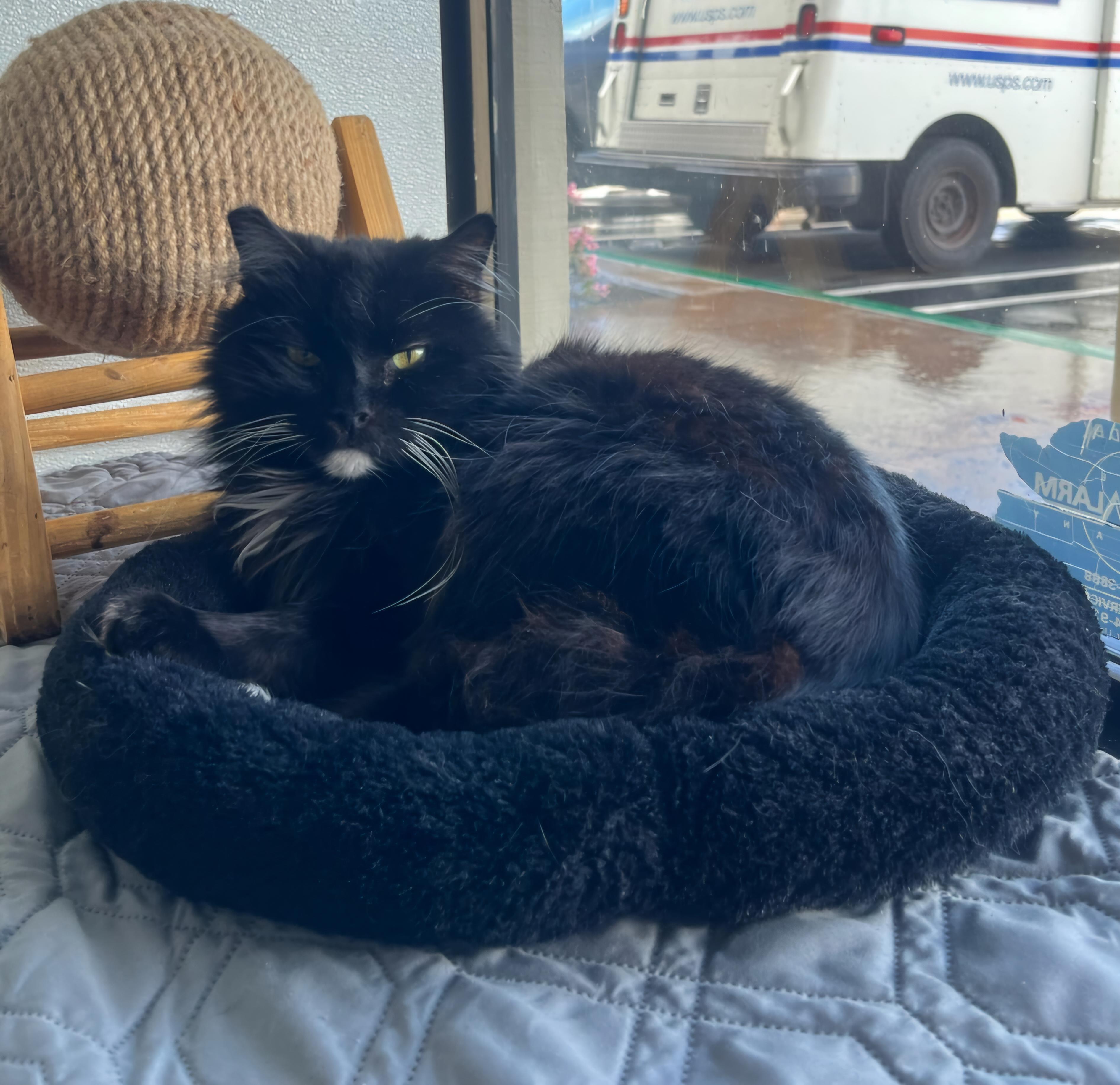 Enlarge Sunny, a Adoptable Domestic Long Hair in Huntington Beach, CA image 1/1