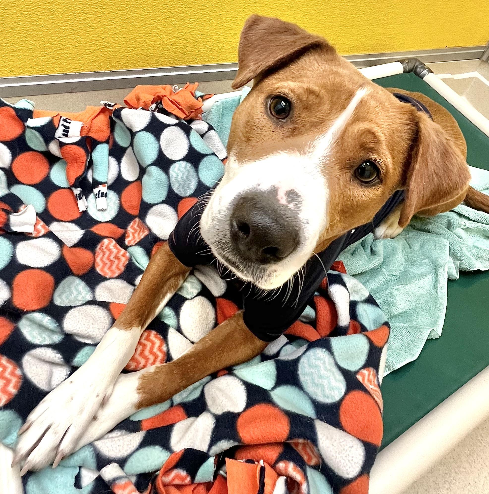 Enlarge Cinnabon, an adopted mixed breed in San Luis, CO image 4/4