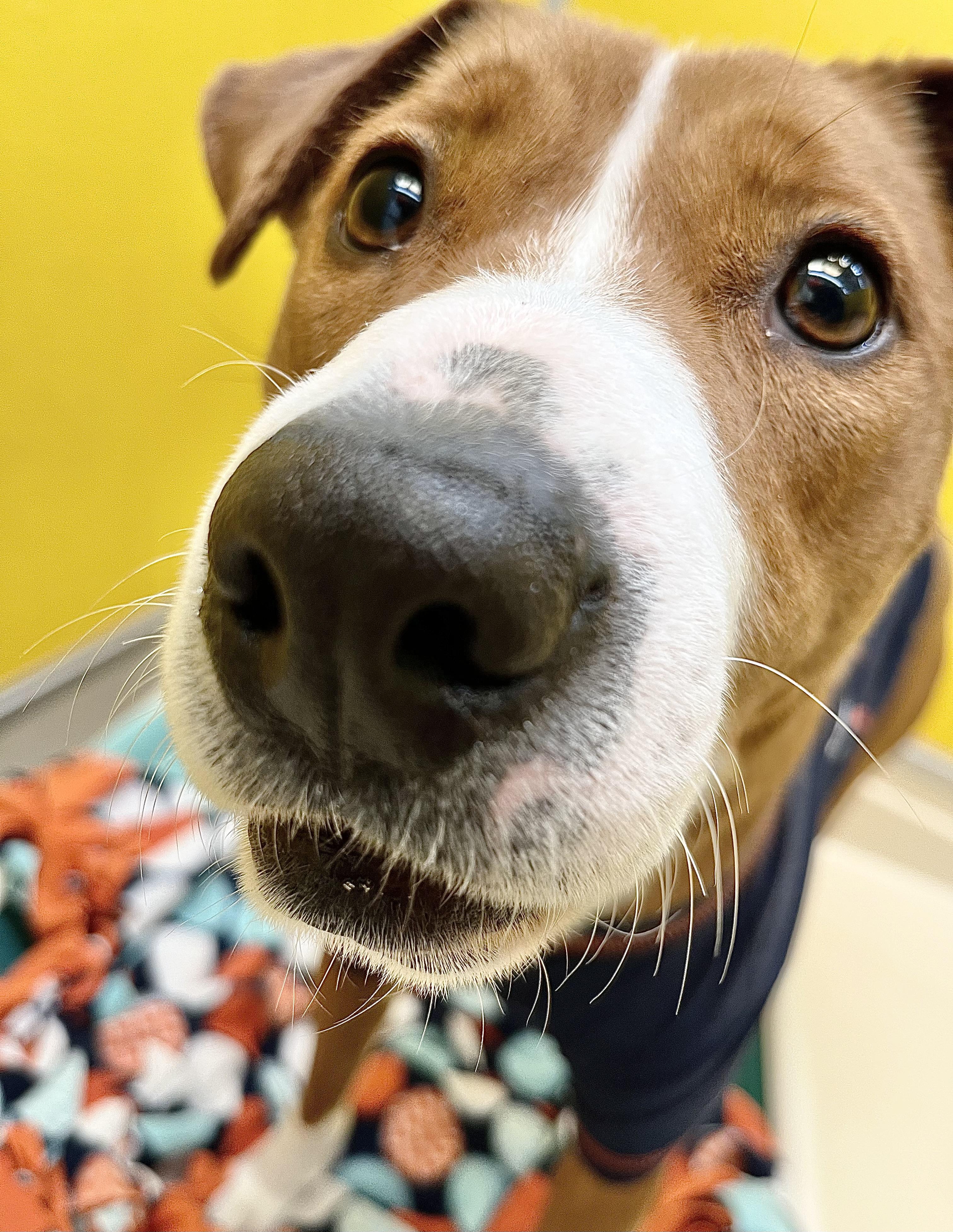 Enlarge Cinnabon, an adopted mixed breed in San Luis, CO image 1/4