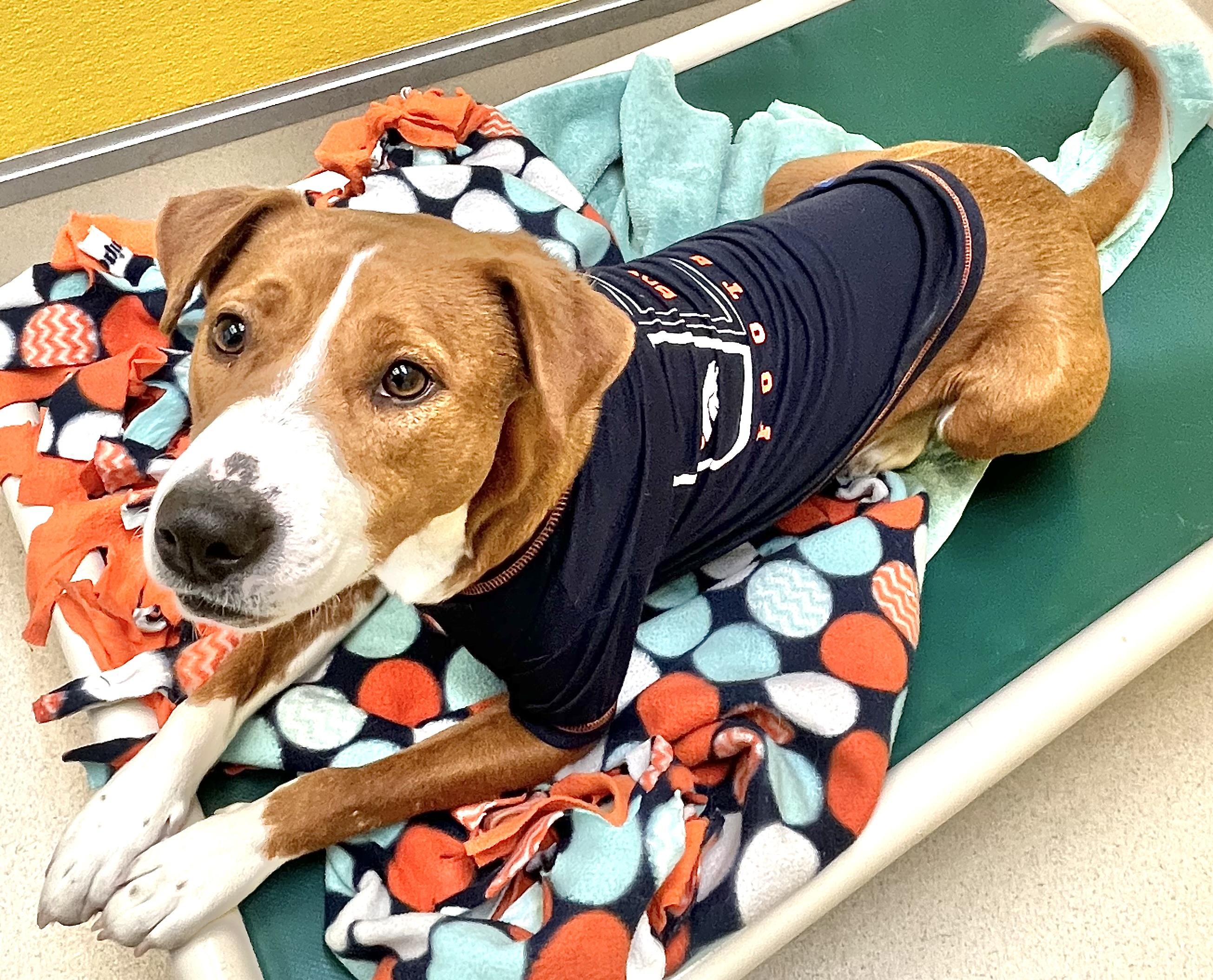 Enlarge Cinnabon, an adopted mixed breed in San Luis, CO image 3/4