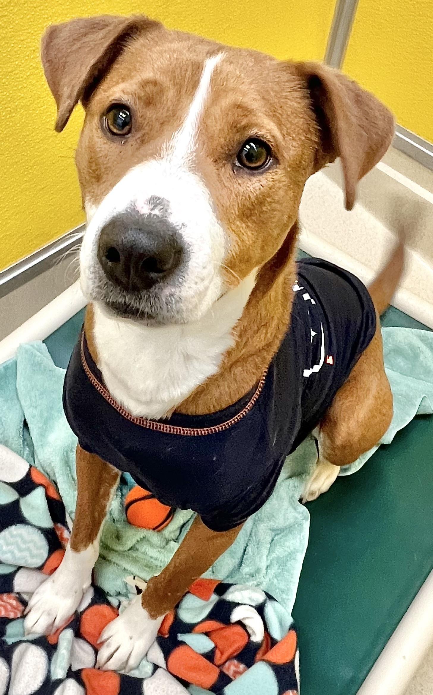 Enlarge Cinnabon, an adopted mixed breed in San Luis, CO image 2/4