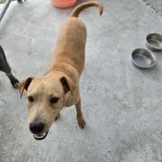 Chorizo, Adoptable, Young Male Mixed Breed.