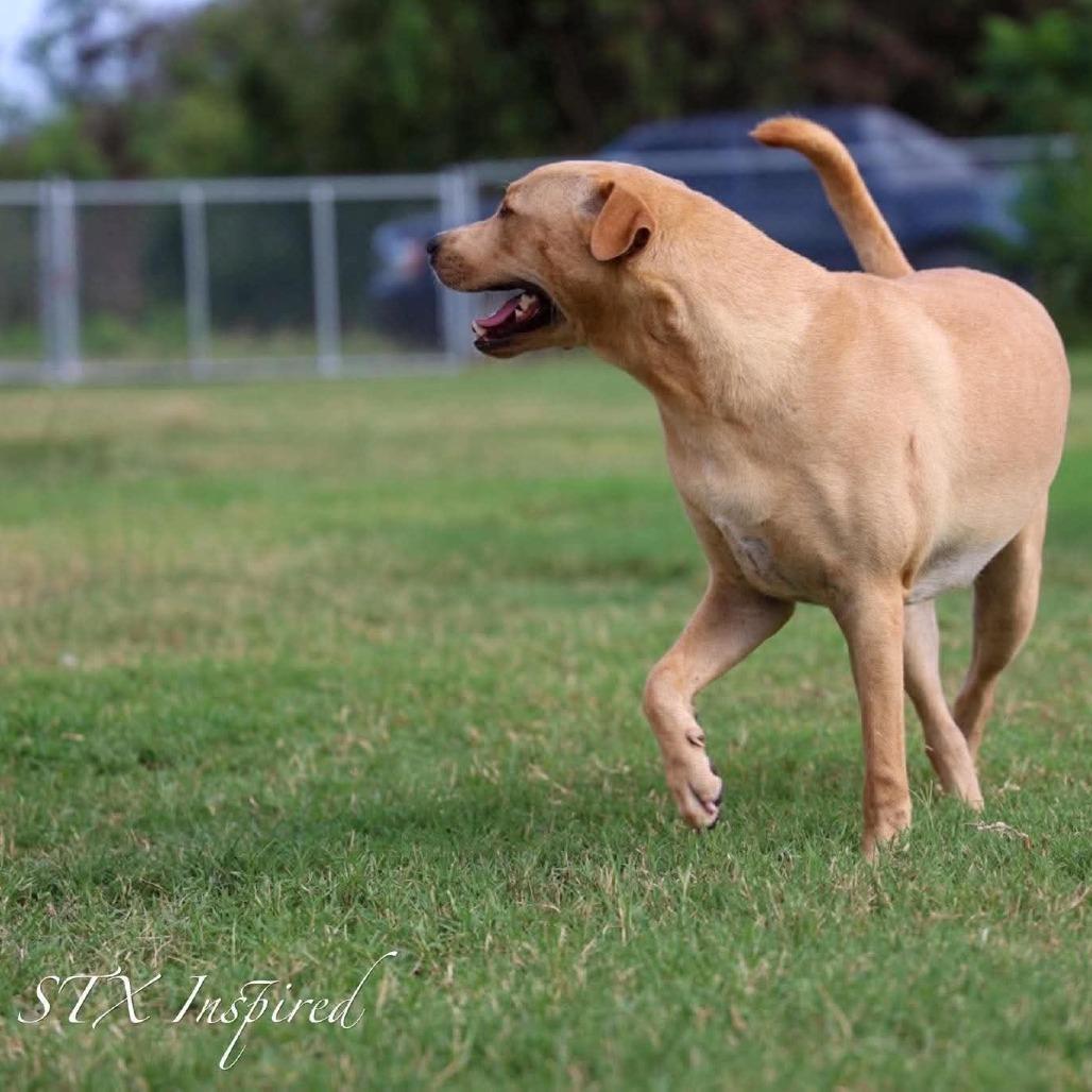 Enlarge Chorizo, a Adoptable Mixed Breed in Frederiksted, VI image 2/4