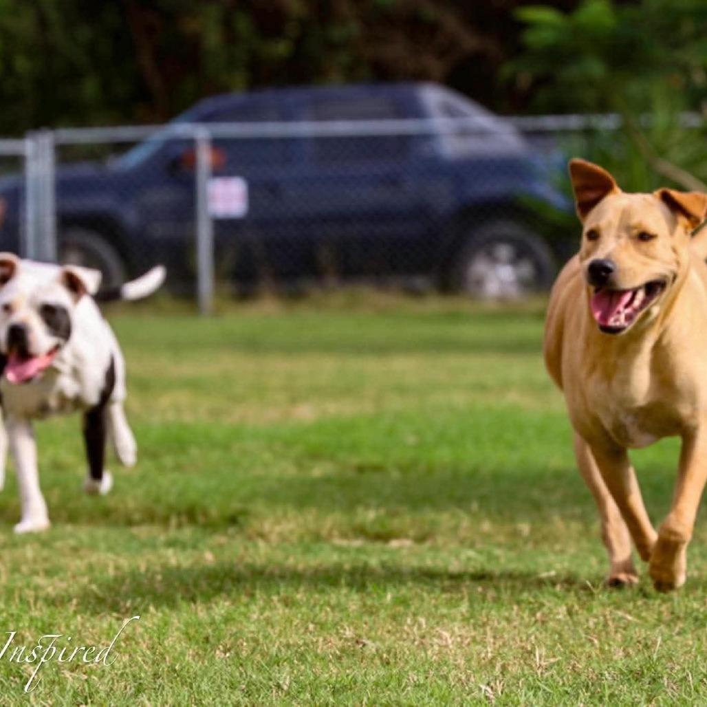 Enlarge Chorizo, a Adoptable Mixed Breed in Frederiksted, VI image 3/4