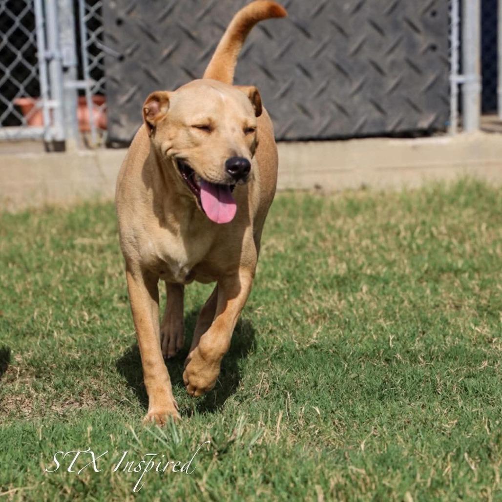 Enlarge Chorizo, a Adoptable Mixed Breed in Frederiksted, VI image 4/4