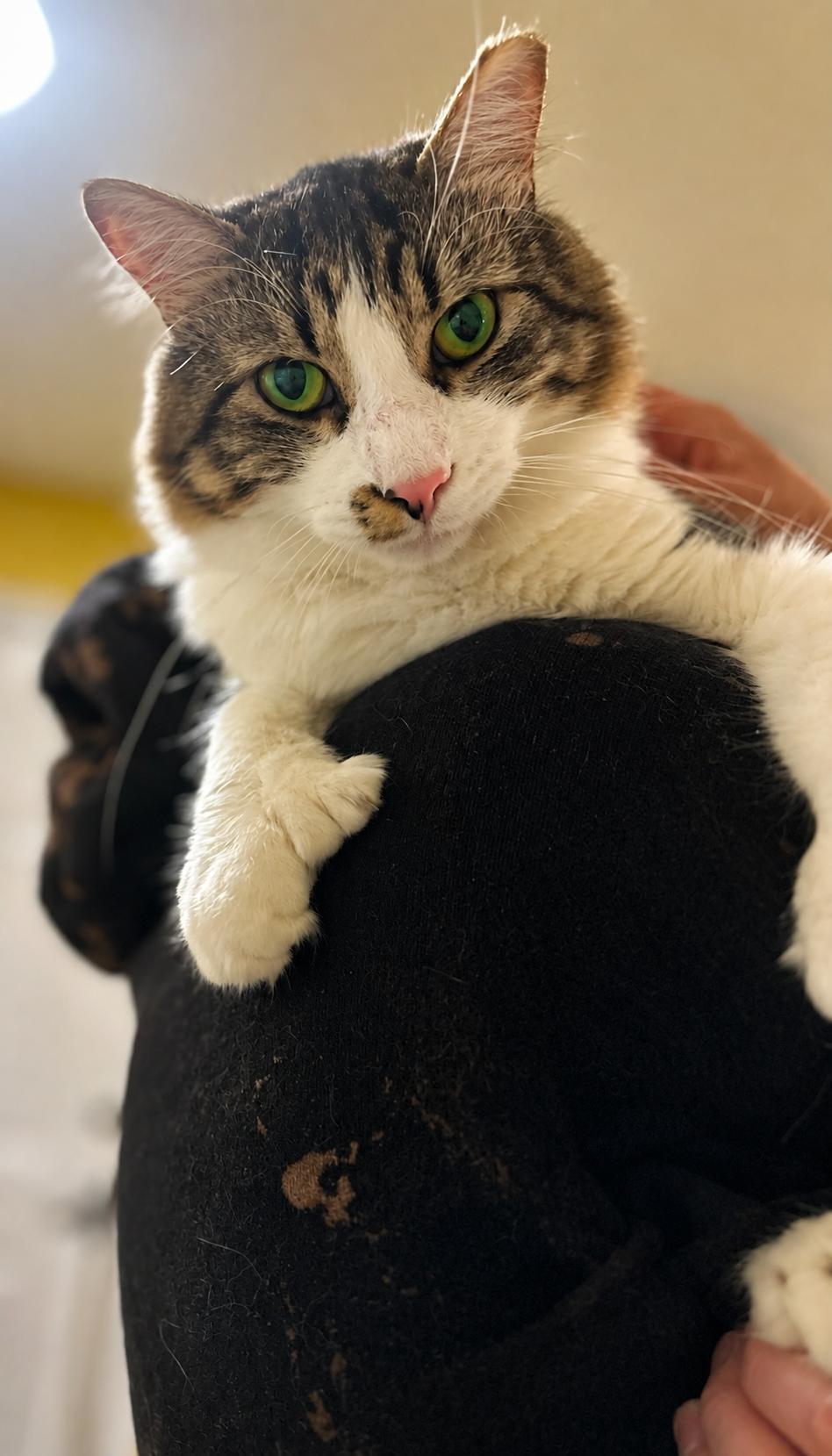 Cinnamon Roll, a Adoptable Domestic Medium Hair in Charlotte, NC image 3/6