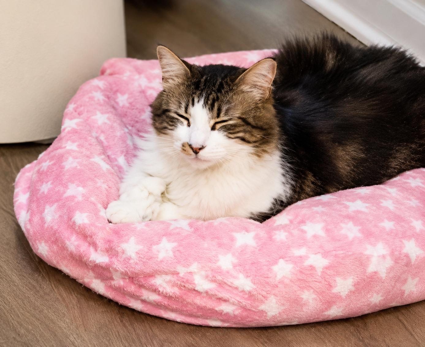 Cinnamon Roll, a Adoptable Domestic Medium Hair in Charlotte, NC image 6/6