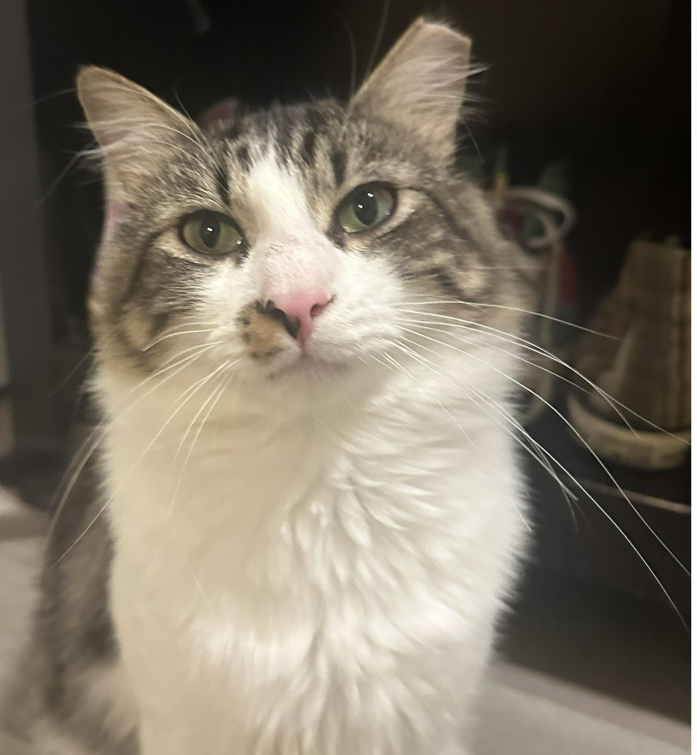 Cinnamon Roll, a Adoptable Domestic Medium Hair in Charlotte, NC image 1/6