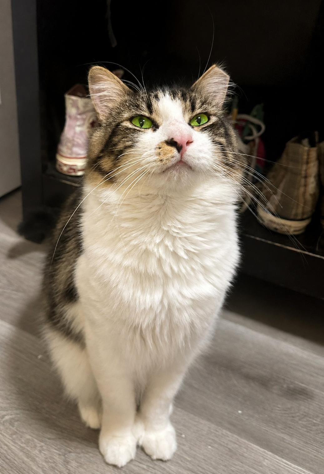 Cinnamon Roll, a Adoptable Domestic Medium Hair in Charlotte, NC image 2/6