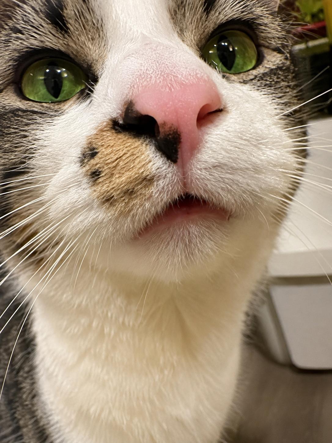 Cinnamon Roll, a Adoptable Domestic Medium Hair in Charlotte, NC image 5/6