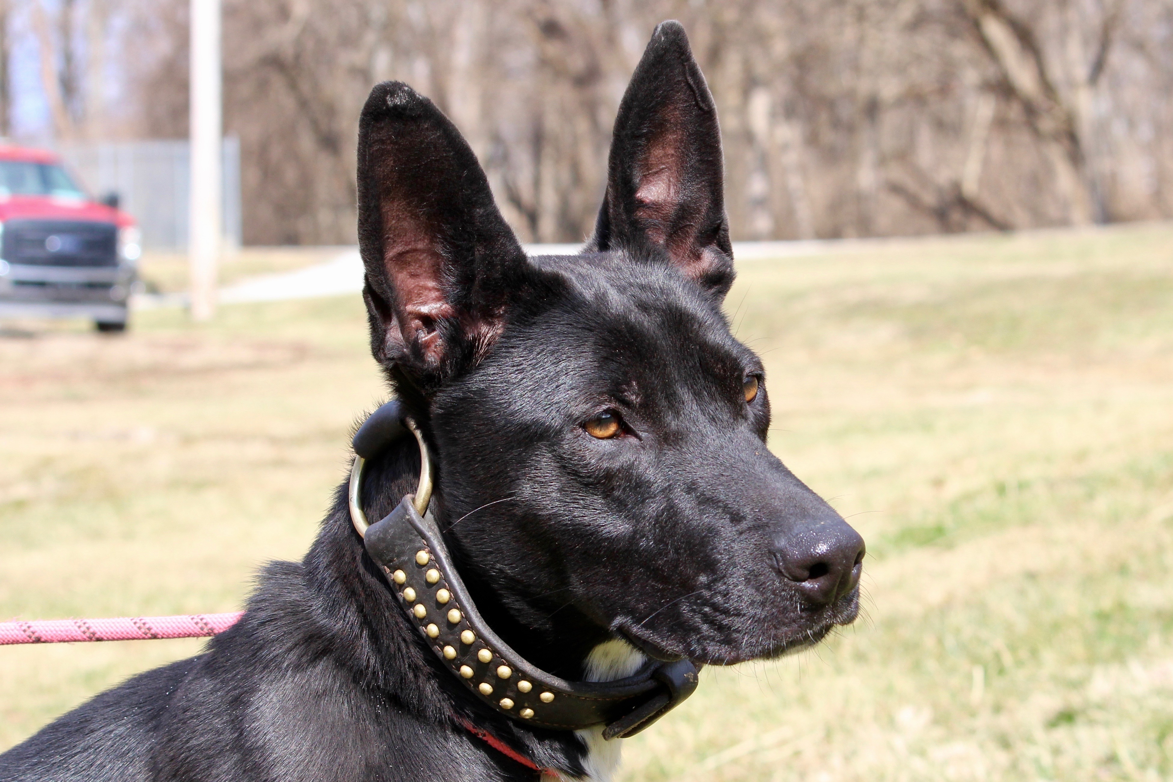 NEBULA — thumbnail 2