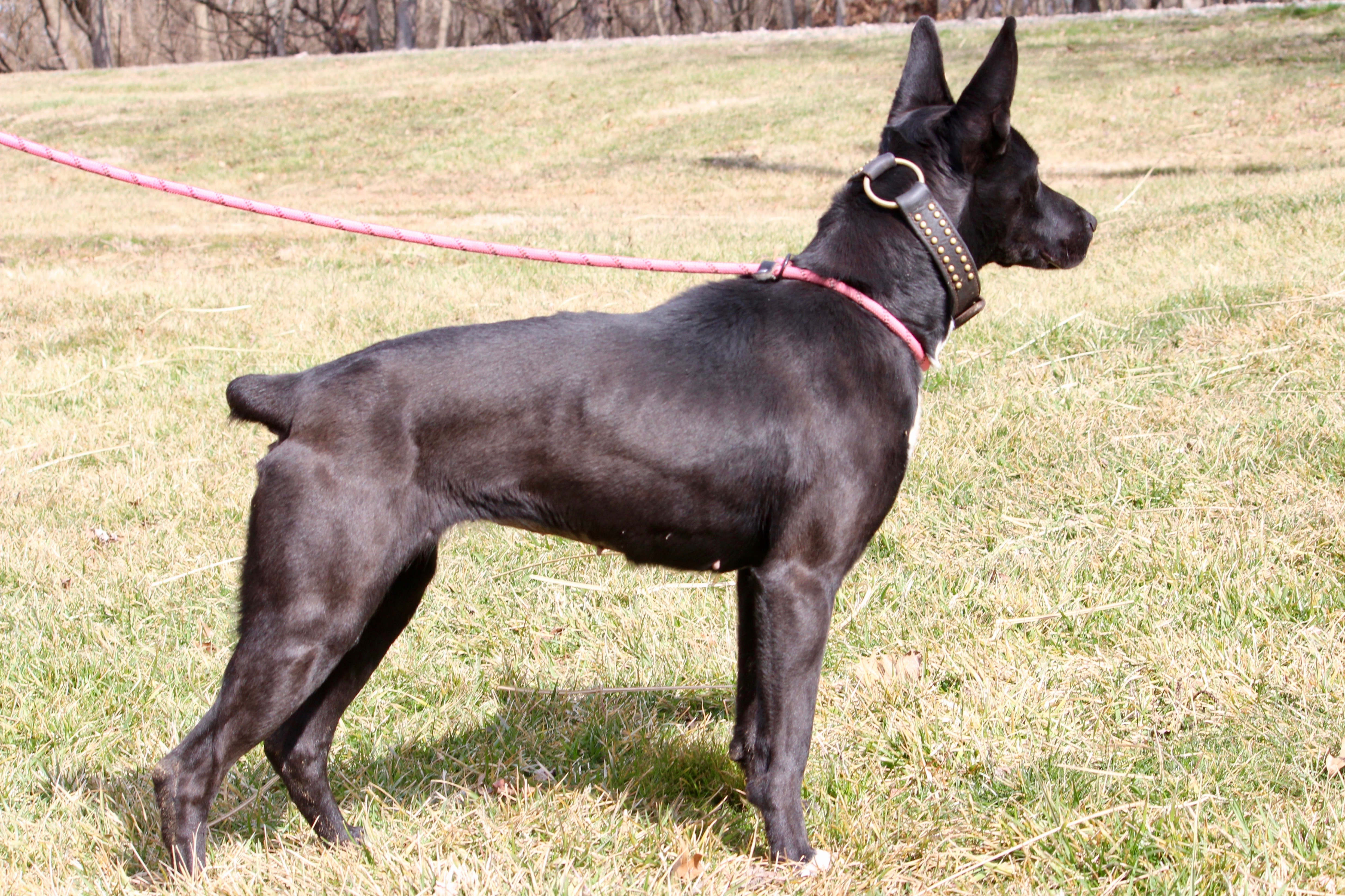 NEBULA — thumbnail 3