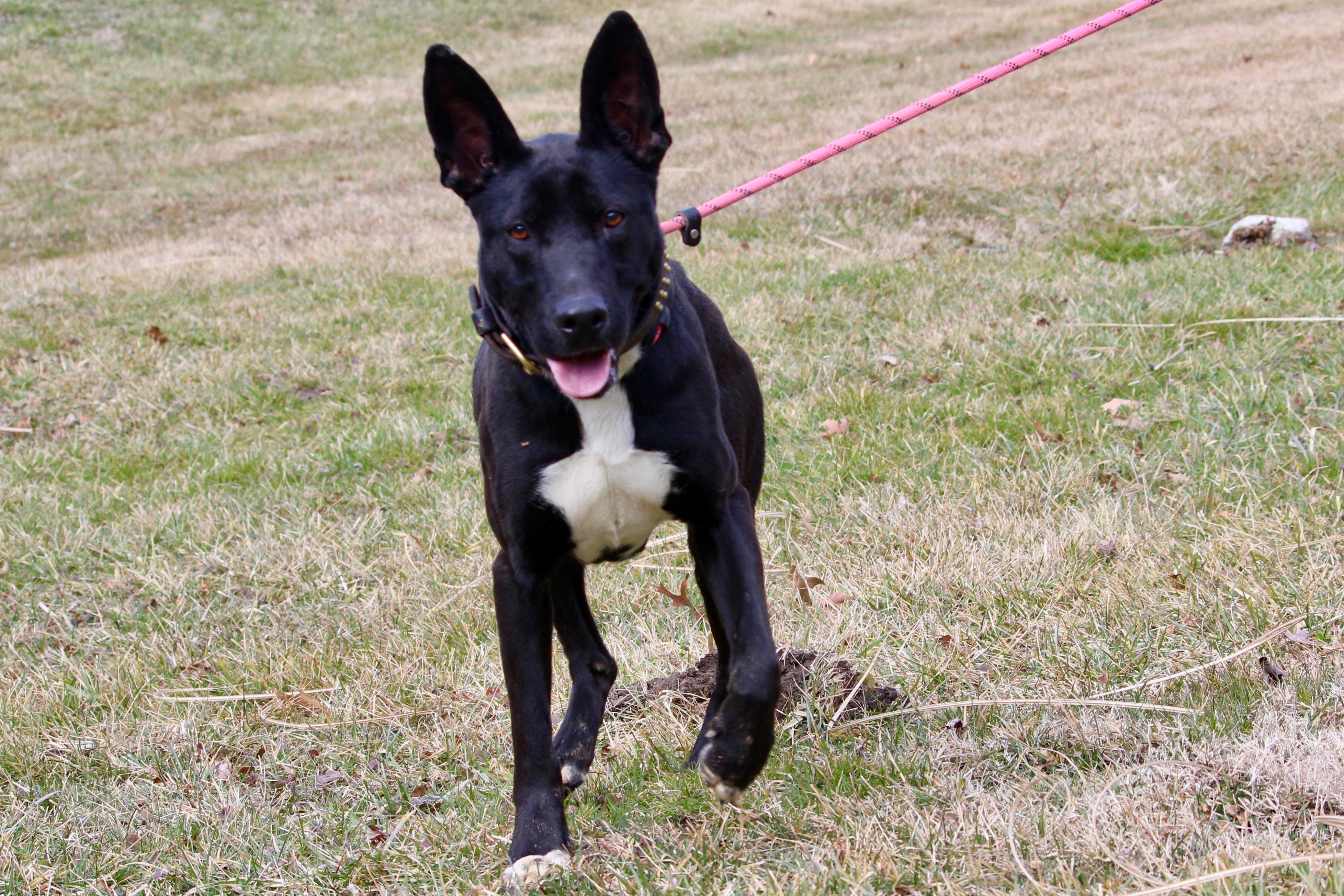 NEBULA — thumbnail 4