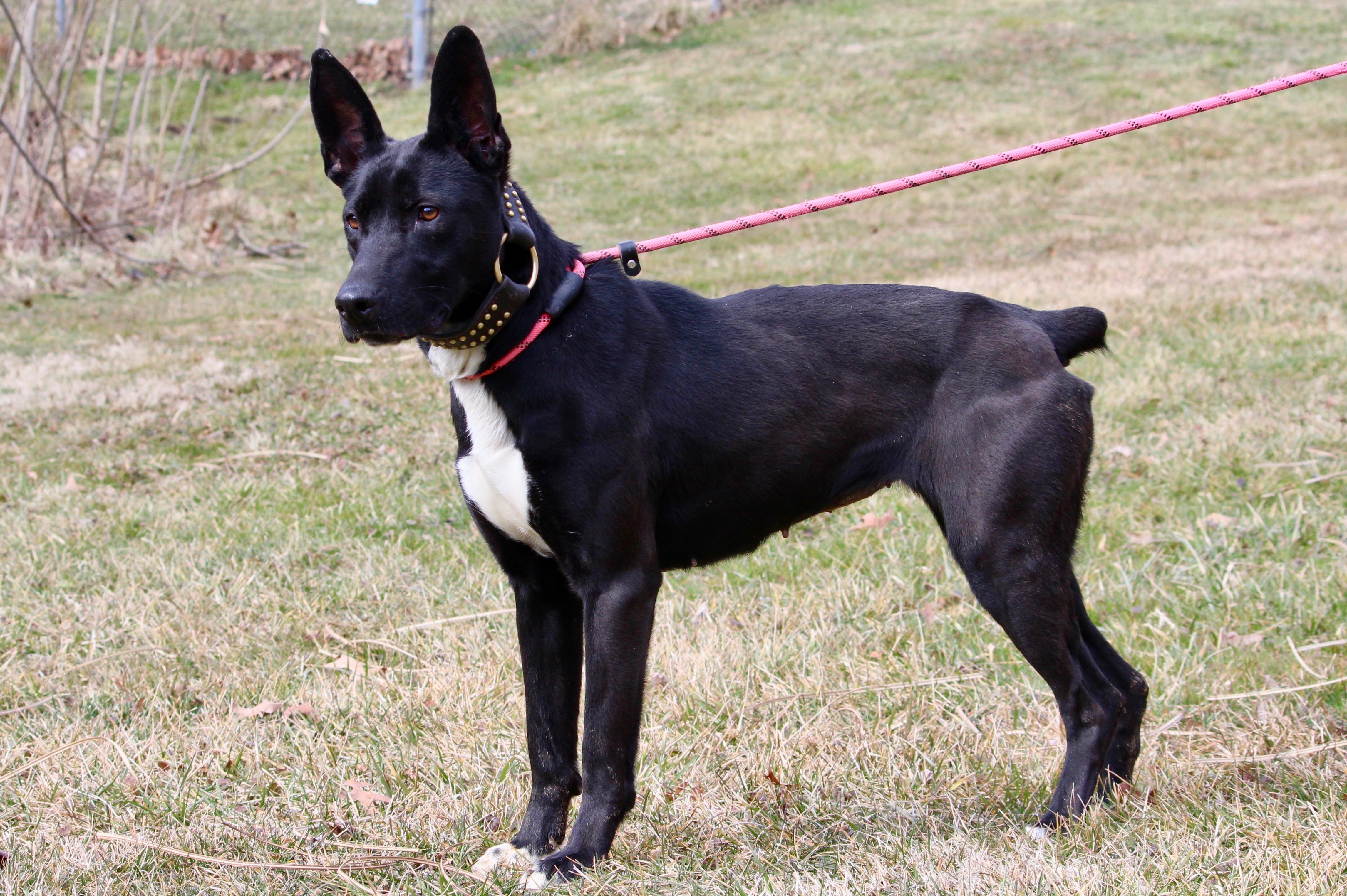 NEBULA — thumbnail 5