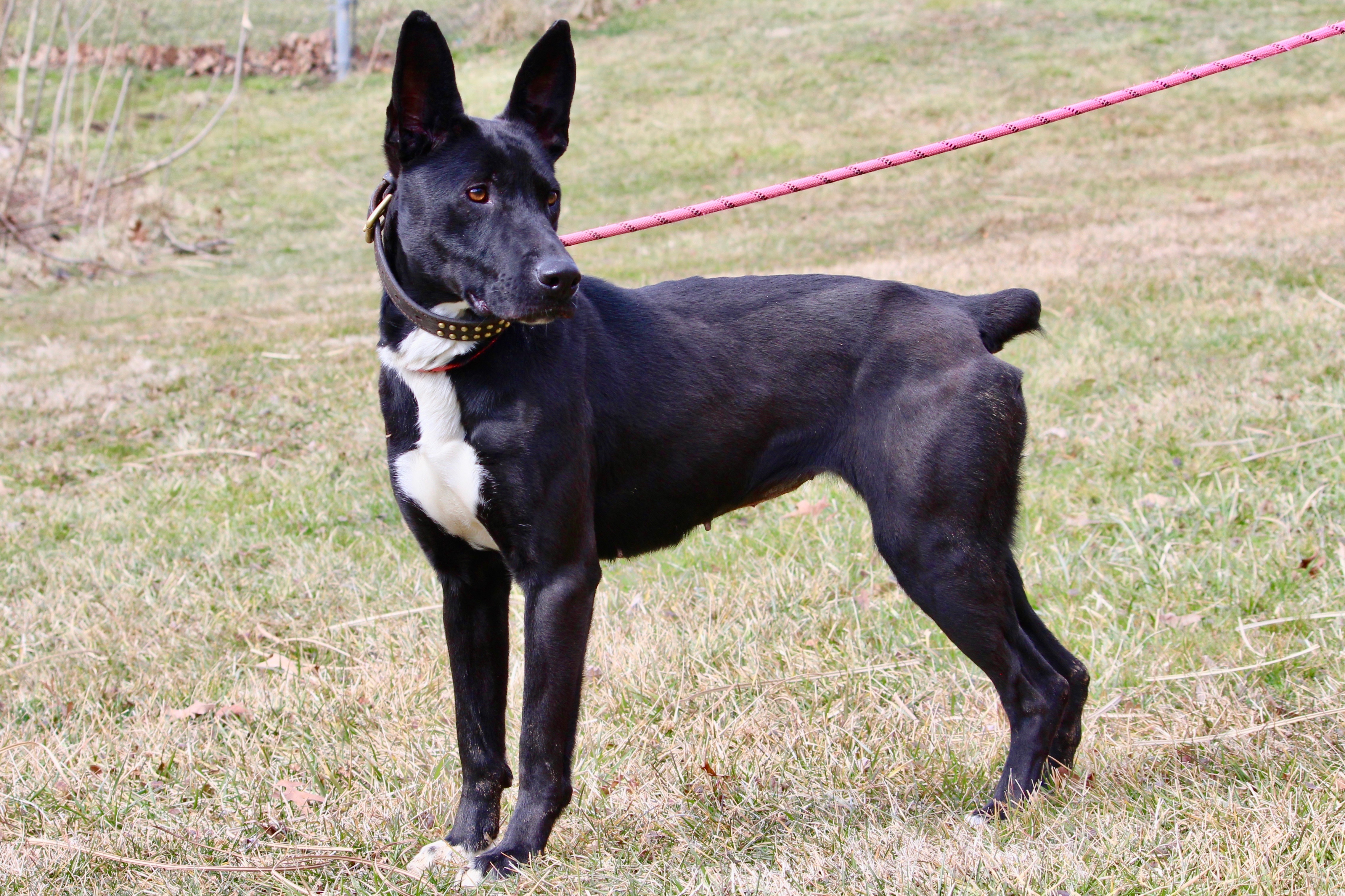 NEBULA — thumbnail 6