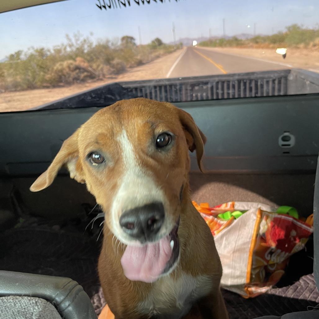 Enlarge Rosie, a Adoptable Cattle Dog in Tonopah, AZ image 1/1