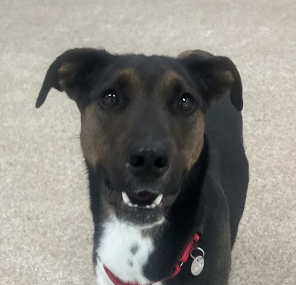 Bandit, Adoptable, Young Male Australian Cattle Dog / Blue Heeler.