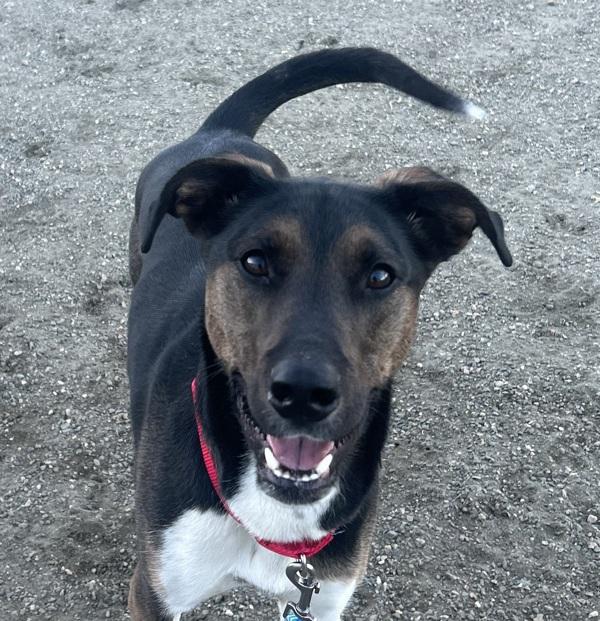 Enlarge Bandit, a Adoptable mixed breed in Golden, CO image 2/6