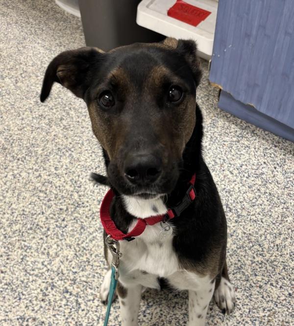 Enlarge Bandit, a Adoptable mixed breed in Golden, CO image 3/6