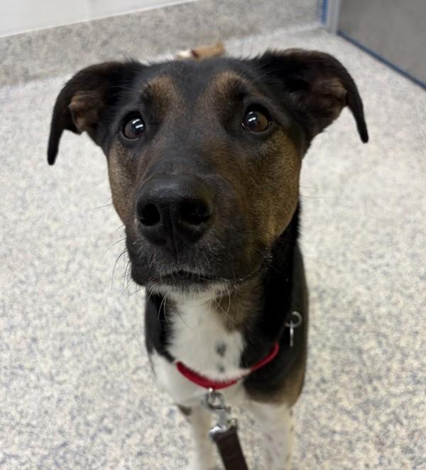 Enlarge Bandit, a Adoptable mixed breed in Golden, CO image 4/6