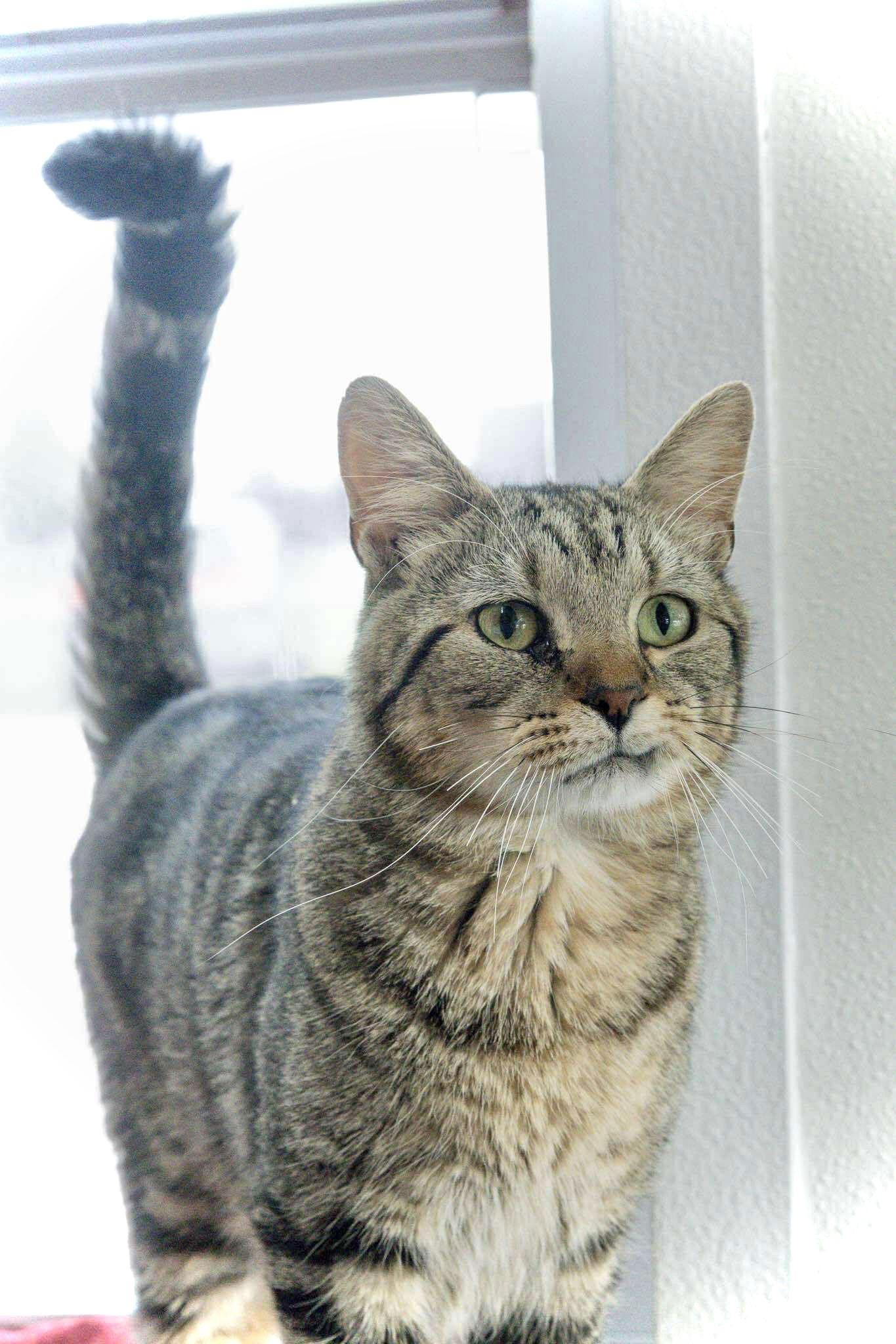 Twizzler — thumbnail 3