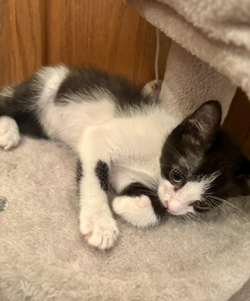 Enlarge Cookie, a Adoptable Domestic Short Hair in Green Valley, AZ image 1/4