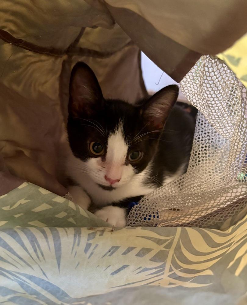Enlarge Cookie, a Adoptable Domestic Short Hair in Green Valley, AZ image 2/6