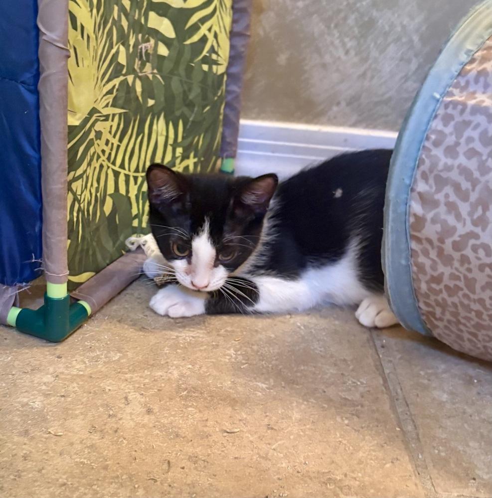 Enlarge Cookie, a Adoptable Domestic Short Hair in Green Valley, AZ image 3/6