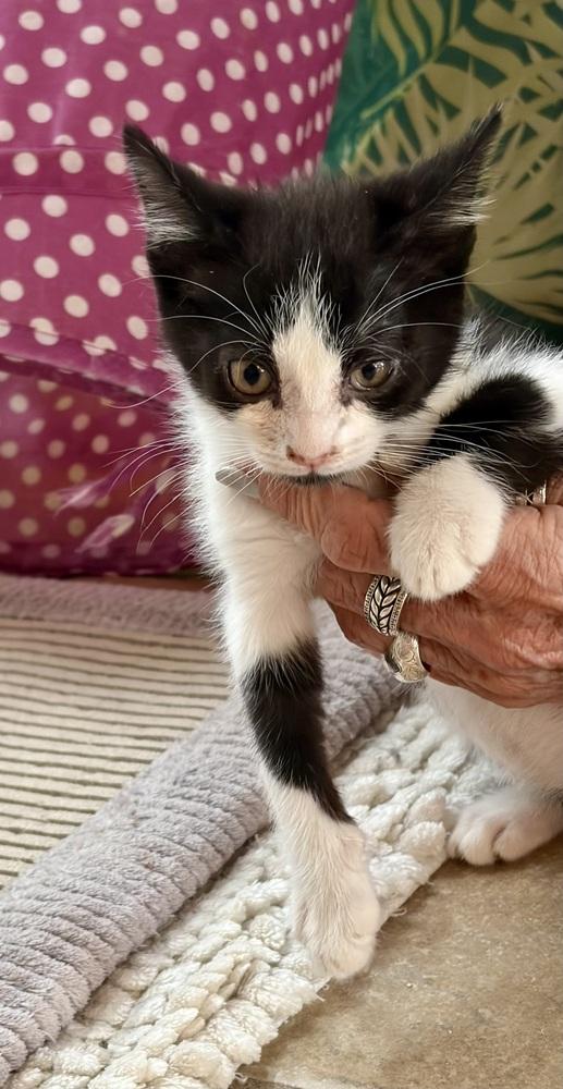 Enlarge Cookie, a Adoptable Domestic Short Hair in Green Valley, AZ image 2/4