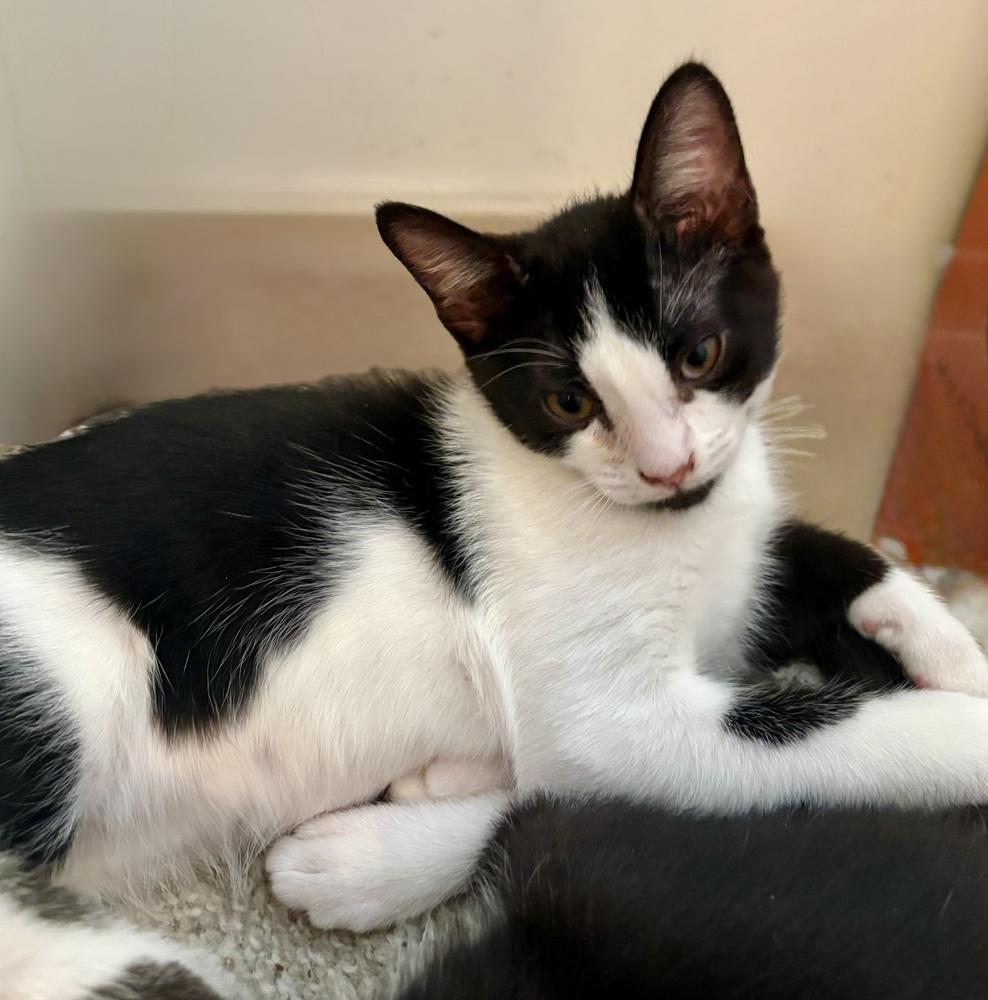 Enlarge Cookie, a Adoptable Domestic Short Hair in Green Valley, AZ image 6/6