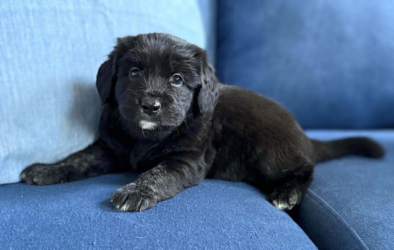 Selene, Adopted, Puppy Female Labrador Retriever & Bernese Mountain Dog.