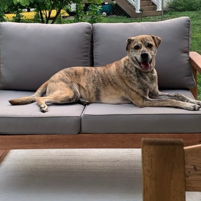 Enlarge Macie, a Adoptable Plott Hound in Boiling Springs, PA image 5/6