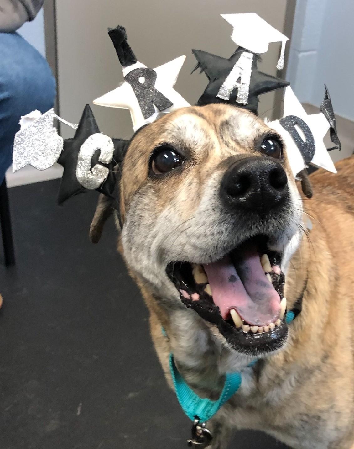 Enlarge Macie, a Adoptable Plott Hound in Boiling Springs, PA image 4/6