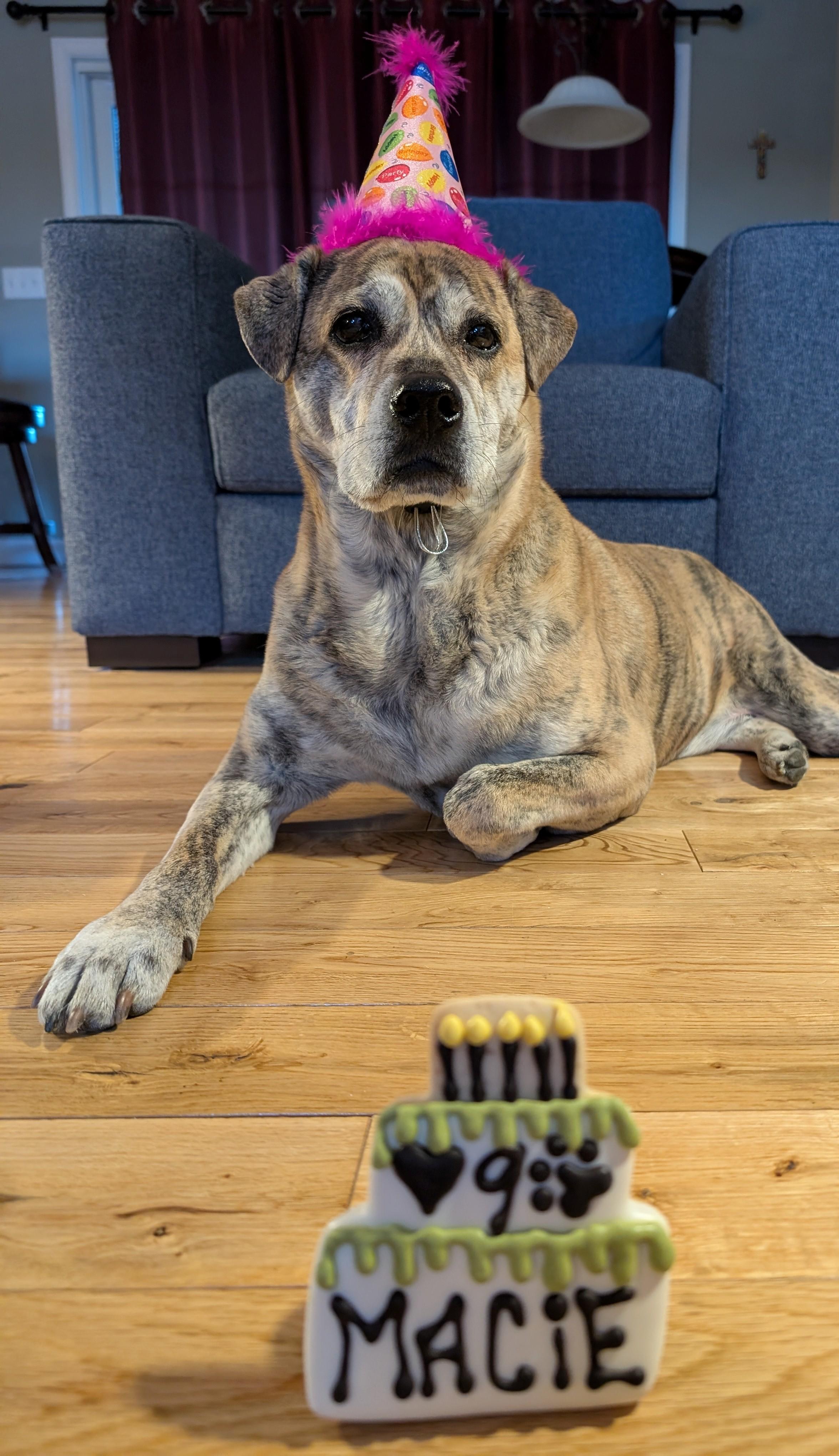 Enlarge Macie, a Adoptable Plott Hound in Boiling Springs, PA image 3/6