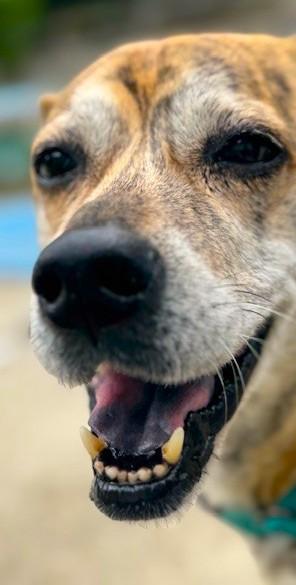 Enlarge Macie, a Adoptable Plott Hound in Boiling Springs, PA image 2/6