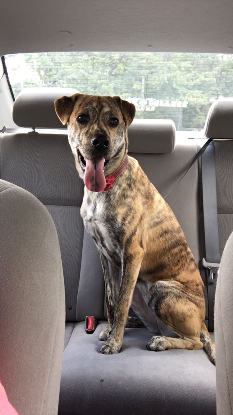 Enlarge Macie, a Adoptable Plott Hound in Boiling Springs, PA image 6/6