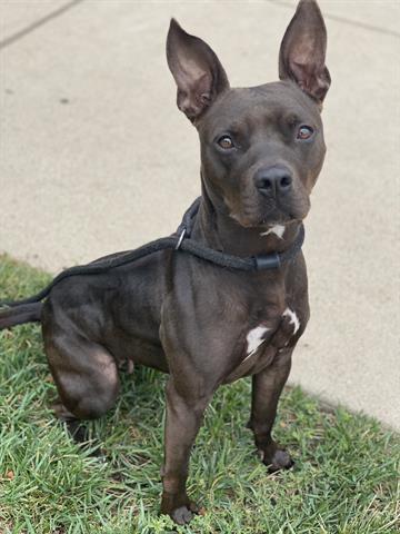 Enlarge FIFI LA FUME, a Adoptable mixed breed in Dayton, OH image 1/1